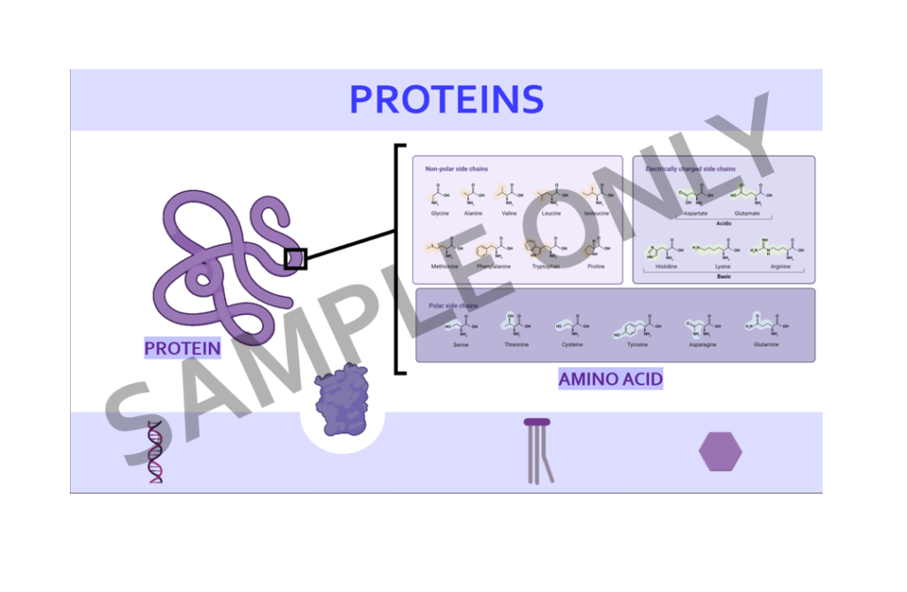 Sample PowerPoint slide titled 'Proteins'
