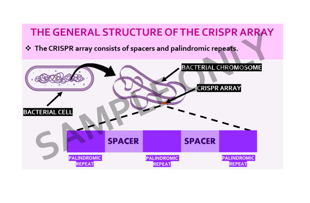 Sample PowerPoint slide titled 'The General Structure of the CRISPR Array'